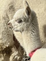 alpaca for sale