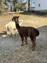 alpaca for sale