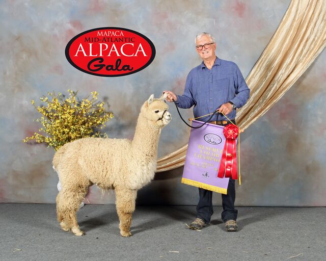 Shalimar Alpacas