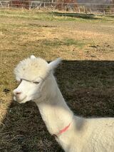 alpaca for sale