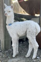 alpaca for sale