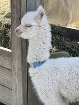 Shalimat Inuit at 3 weeks old