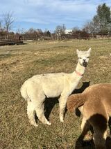 alpaca for sale