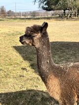 alpaca for sale