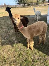 alpaca for sale