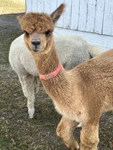 alpaca for sale