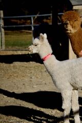 alpaca for sale