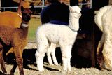 a very compact cria