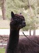 Dam: Pica Flor, a foundation female of Mile High Alpacas