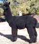 Sire: Mile High The Reverend Mr. Black