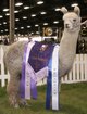 Mile High Deacon Grey: Grey Male Champion @ The Futurity