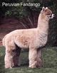 Sire: Peruvian Fandango