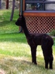 Cria at side 