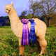 Sire: Majestic Peruvian Daredevil - Multiple Champion