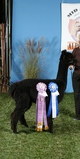 Black Dahlia: Reserve Champion