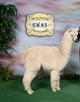 offspring: Mile High Lillianna (SOLD)