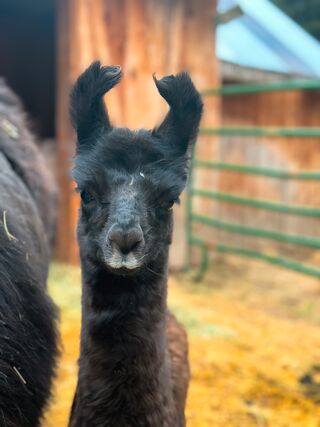 Look at those ears!