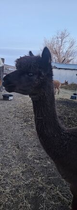 alpaca for sale