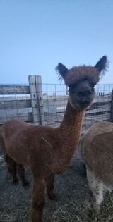 alpaca for sale