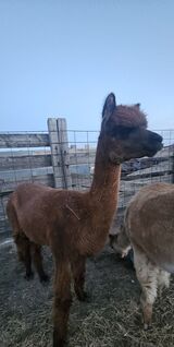 alpaca for sale