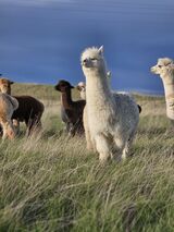 alpaca for sale