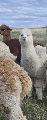 alpaca for sale