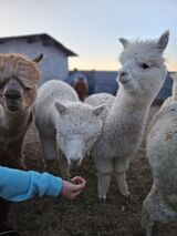 alpaca for sale