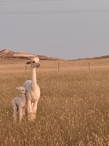 alpaca for sale