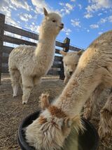 alpaca for sale