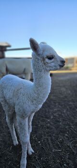 alpaca for sale