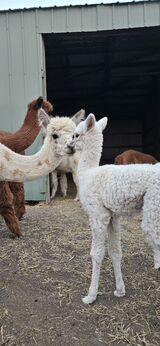 alpaca for sale