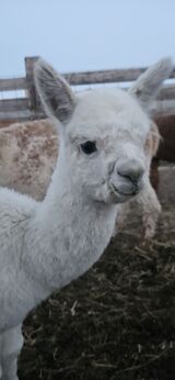 alpaca for sale