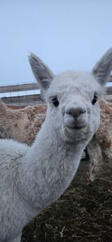 alpaca for sale