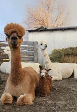 alpaca for sale