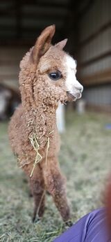 alpaca for sale