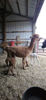 alpaca for sale