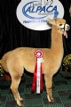 alpaca for sale