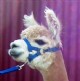 alpaca for sale