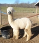 alpaca for sale