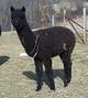 alpaca for sale