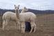 alpaca for sale