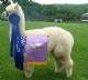 alpaca for sale