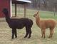 alpaca for sale