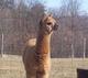 alpaca for sale