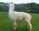 alpaca for sale