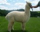 alpaca for sale