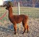 alpaca for sale