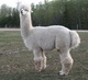 alpaca for sale