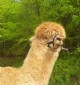 alpaca for sale