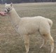 alpaca for sale